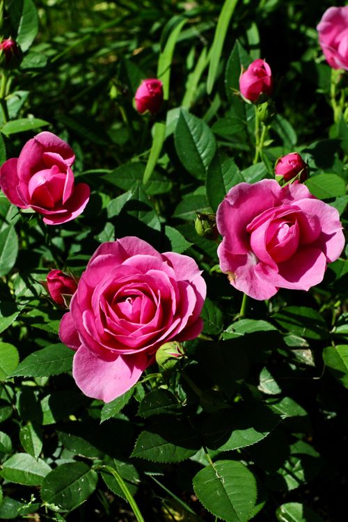 Free Close-up of vibrant pink roses in full bloom under sunlight, highlighting their delicate petals. Stock Photo