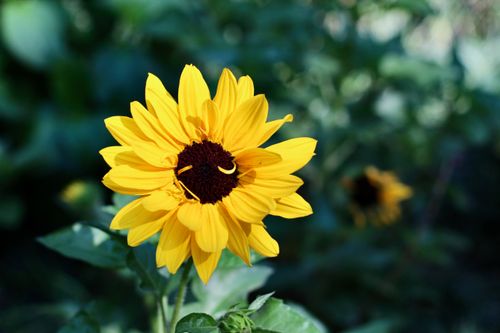 Free A vivid yellow sunflower in full bloom captures the essence of summer beauty. Stock Photo