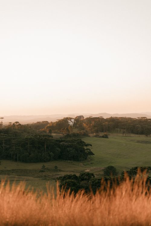 Free A peaceful rural landscape with rolling hills and trees at sunset, bathed in warm hues. Stock Photo