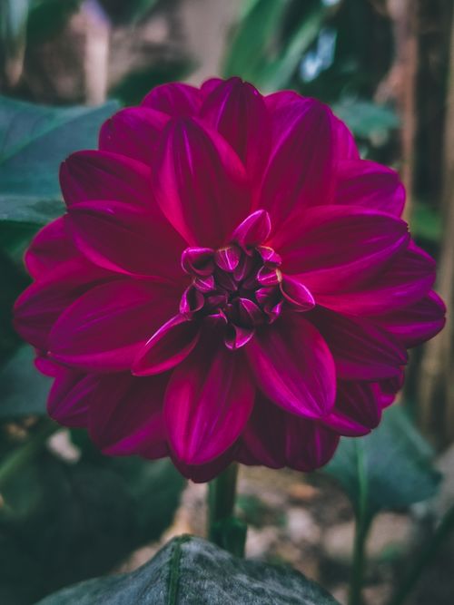 Free Close-up of a vivid purple dahlia flower with lush petals in natural light. Stock Photo
