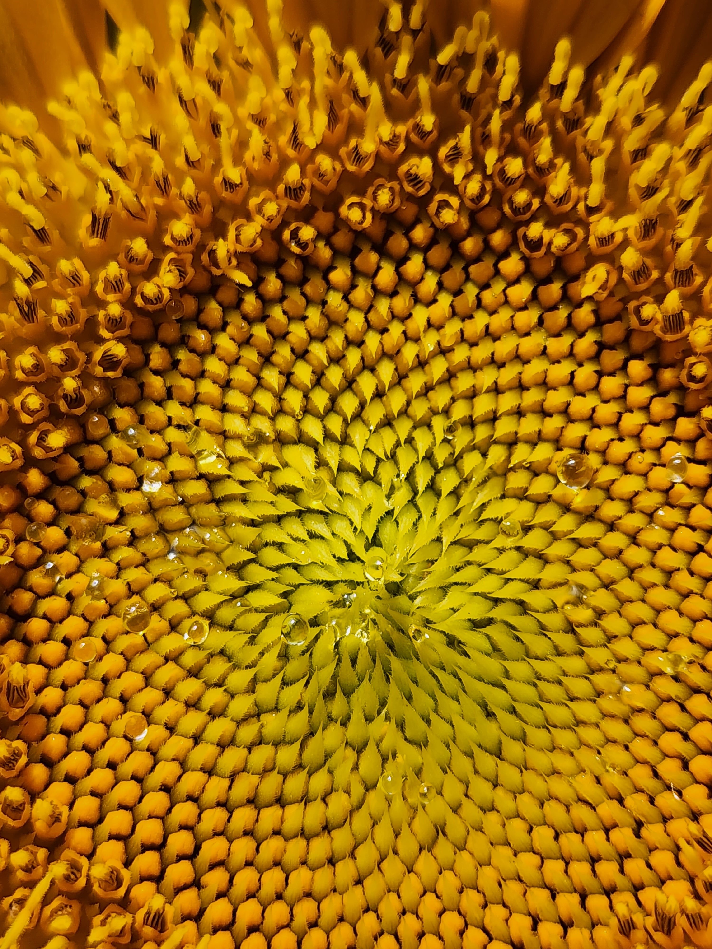 Close-up of a sunflower's center showing intricate patterns and vibrant yellow tones.