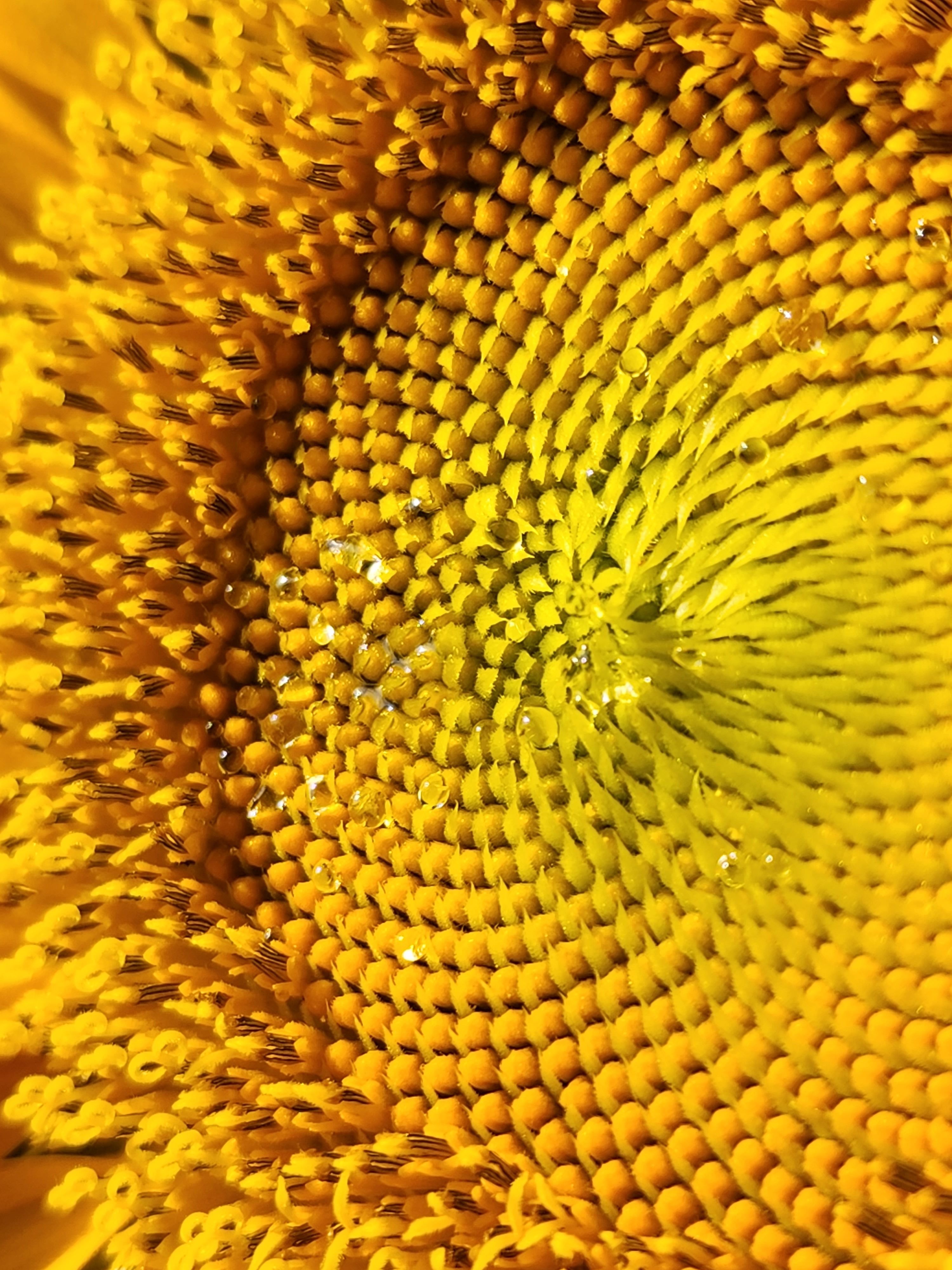Detailed macro shot of a bright yellow sunflower center, showing intricate patterns.