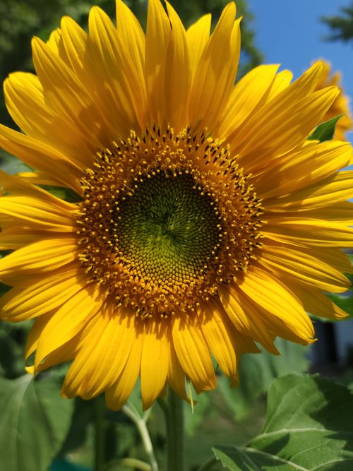 Free Close-up of a vibrant sunflower in full bloom against clear blue sky. Stock Photo