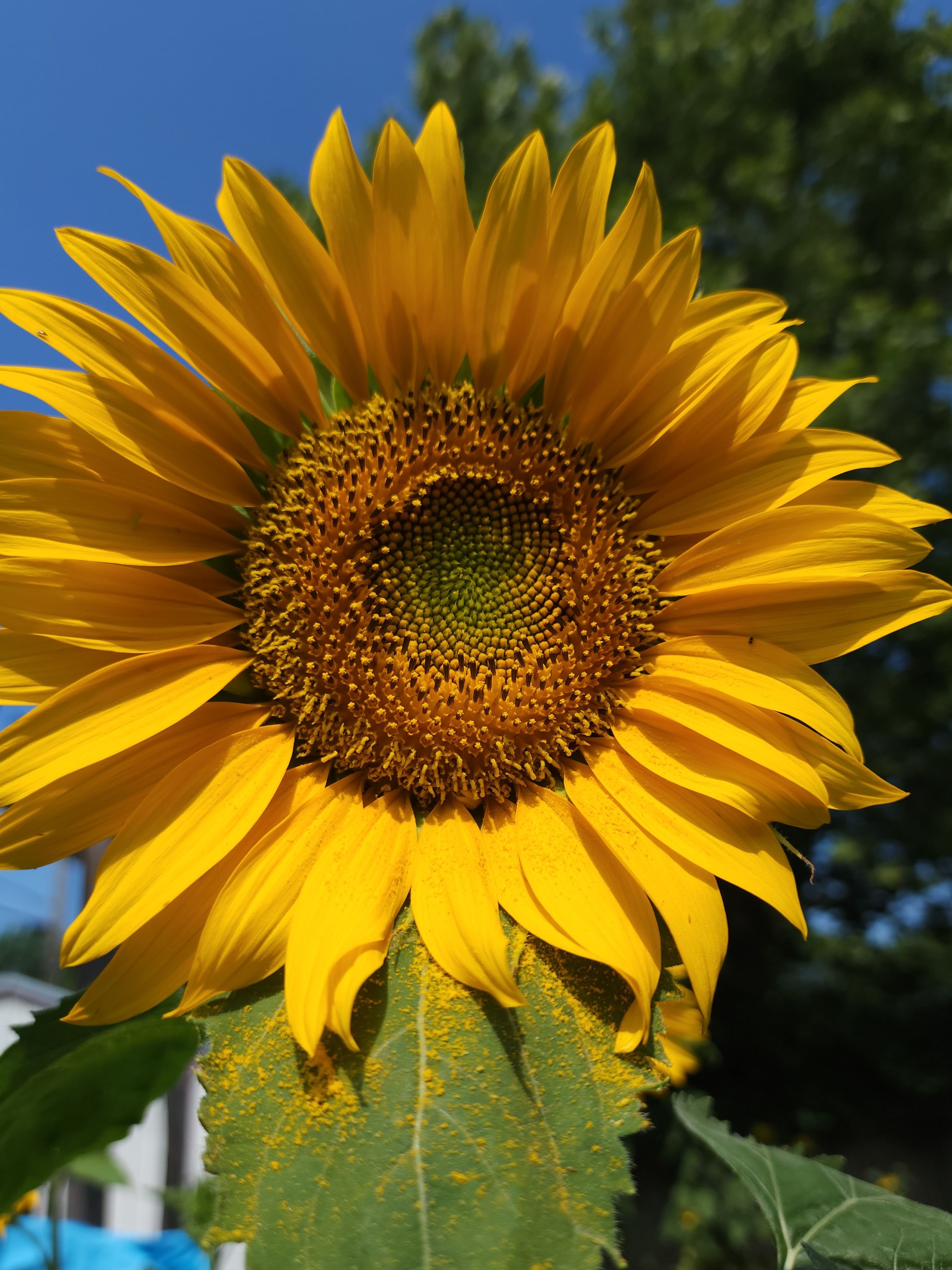 Bright sunflower against a blue sky, showcasing vivid yellow petals and a lush green background.