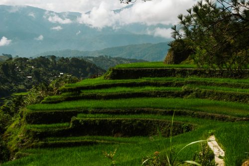 Free Scenic view of lush green rice terraces against a backdrop of misty mountains, perfect for agricultural and nature themes. Stock Photo