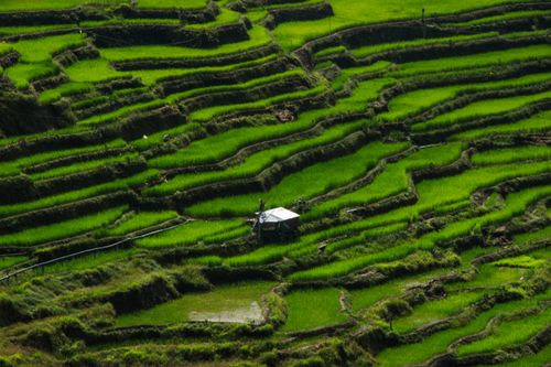 Free Lush green rice terraces in a rural landscape with a solitary shack in view. Stock Photo