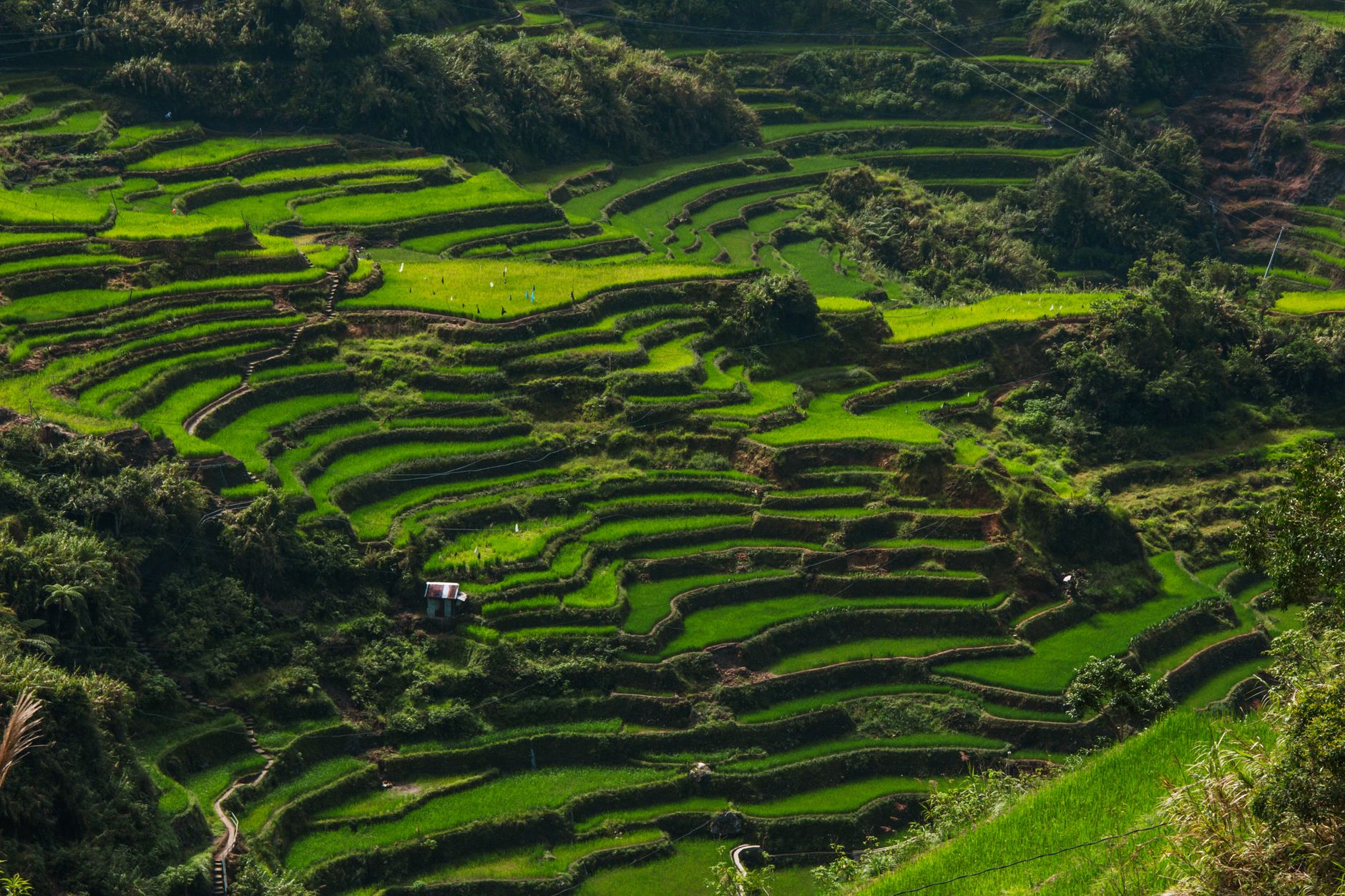 Three-Day Luzon Loop: Manila, Banaue Rice Terraces, and Batad's Hidden Waterfall Trail