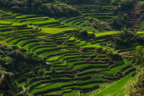 Free Beautifully cultivated rice terraces fill a lush valley with vibrant green hues, displaying agricultural mastery. Stock Photo
