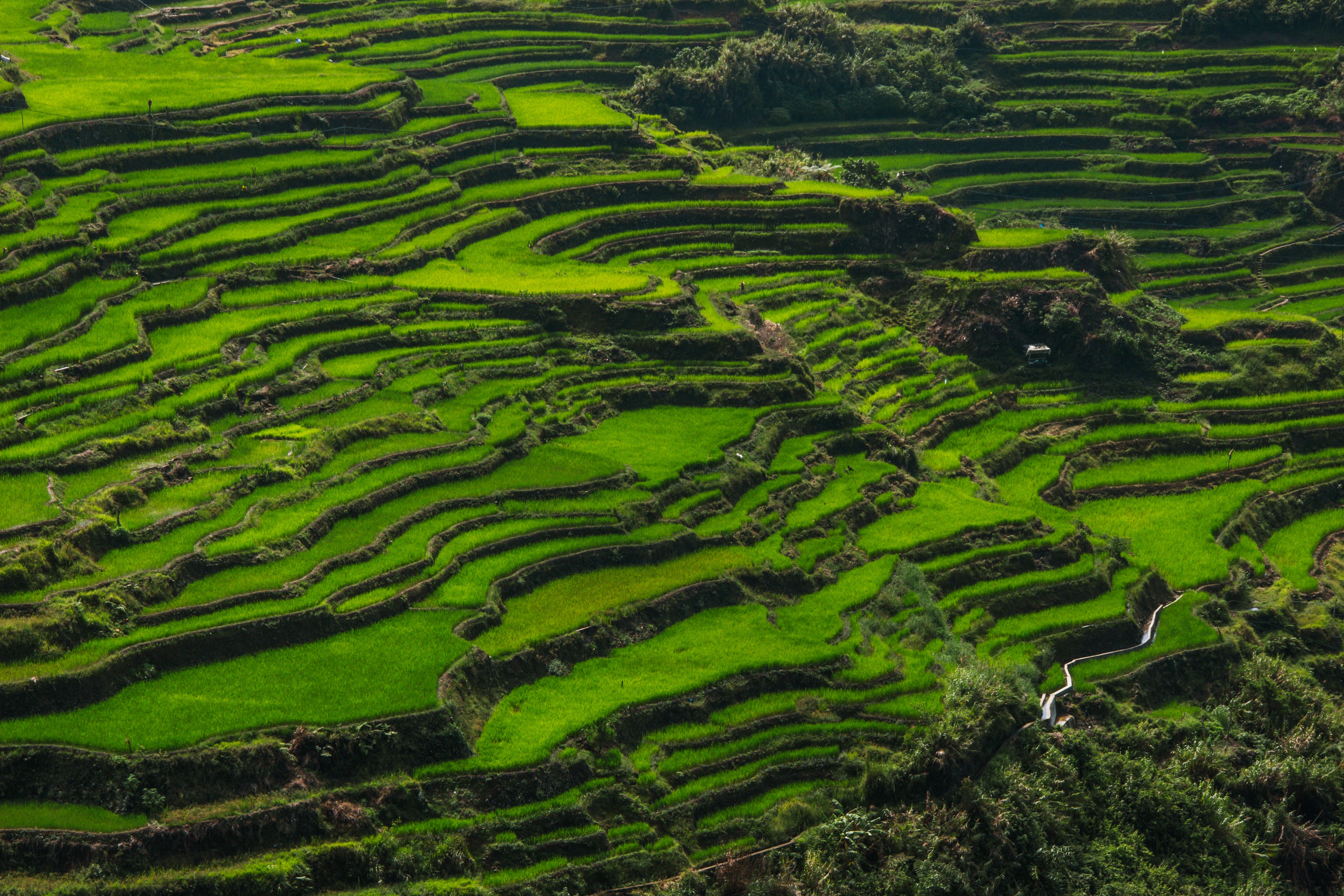 Lush Green Rice Terraces in Layered Patterns · Free Stock Photo