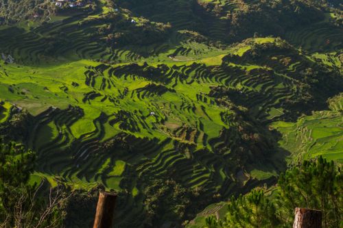 Free Stunning aerial view of vibrant green rice terraces carved into a lush mountainside. Stock Photo