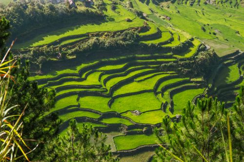 Free Stunning view of vibrant green rice terraces set in a hilly landscape, capturing the essence of traditional farming. Stock Photo