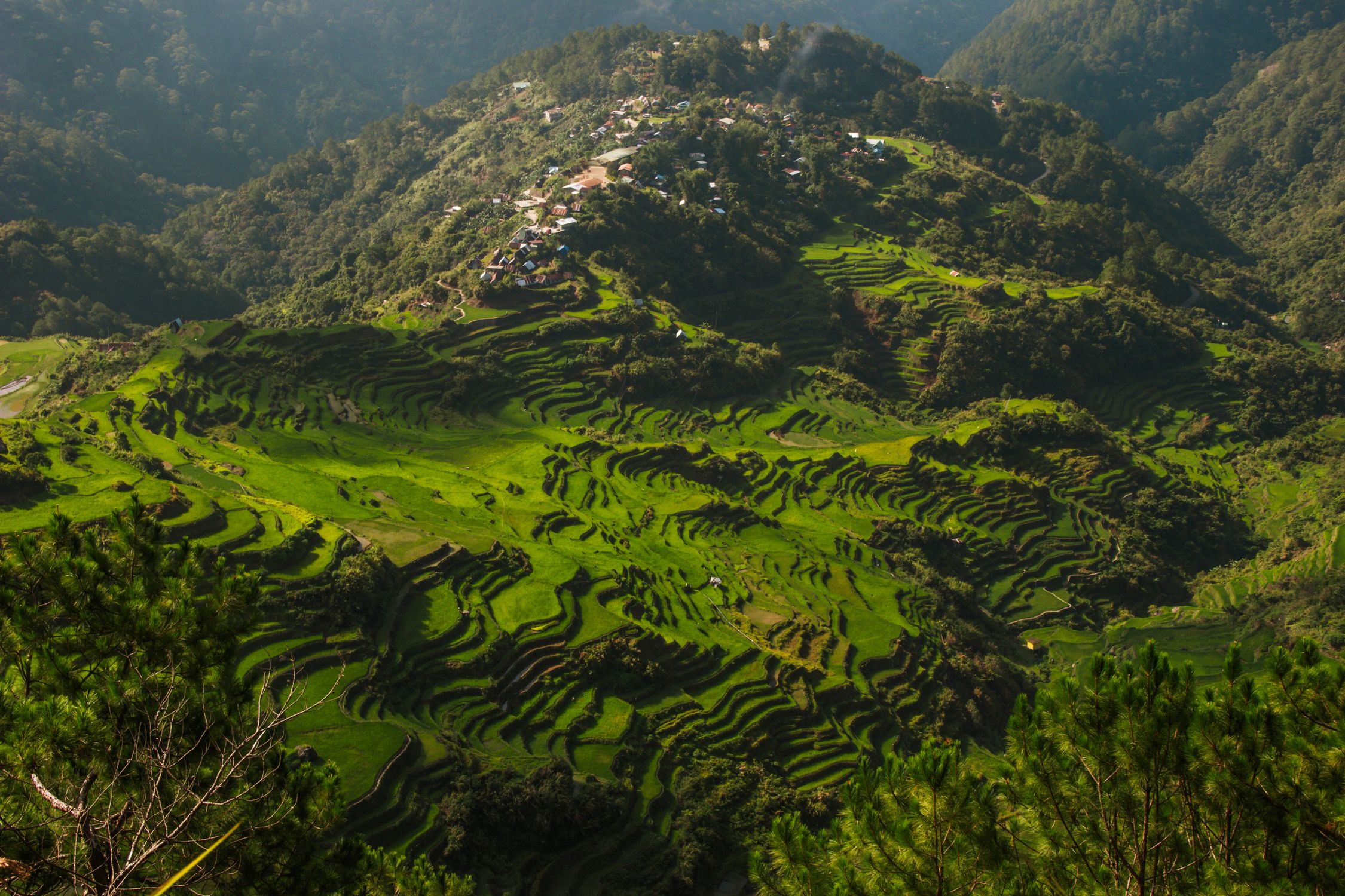 Aerial View of Lush Green Rice Terraces · Free Stock Photo
