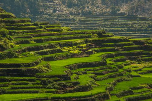 Free Aerial view of vibrant green rice terraces during the day, showcasing agricultural beauty. Stock Photo