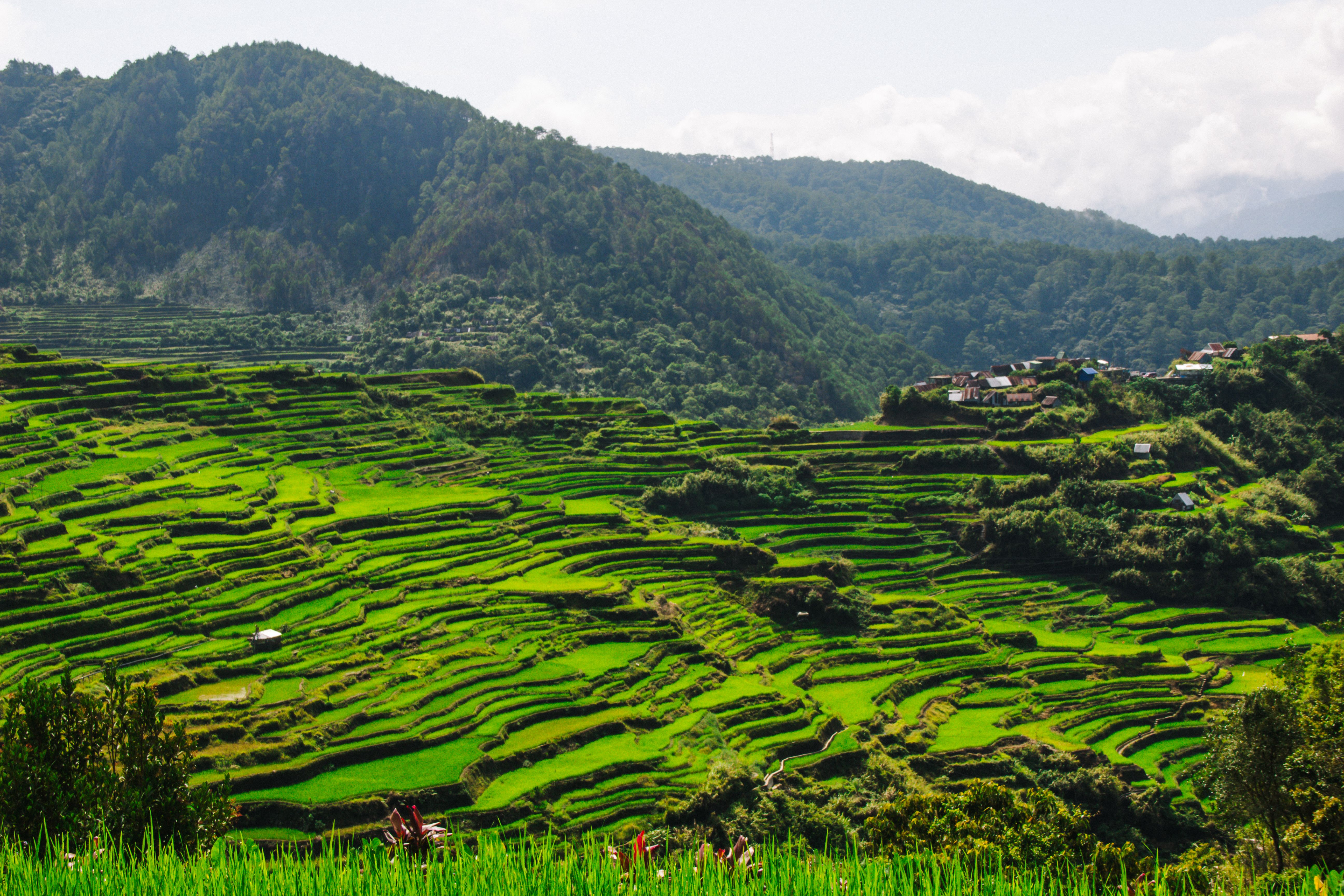 Lush Green Rice Terraces in Mountain Landscape · Free Stock Photo