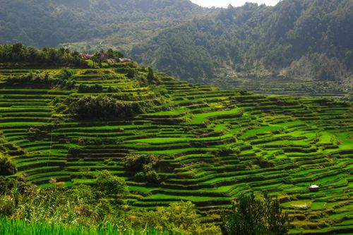 Free Expansive green rice terraces nestled in a mountainous landscape with vibrant greenery under a clear sky. Stock Photo