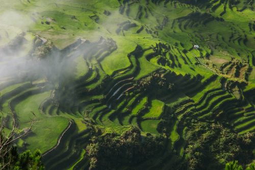 Free Aerial view of vibrant green rice terraces enveloped in mist, creating a serene and breathtaking landscape. Stock Photo