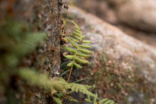 Free Macro shot of a fern growing on a mossy tree trunk in Botolan, Philippines. Stock Photo