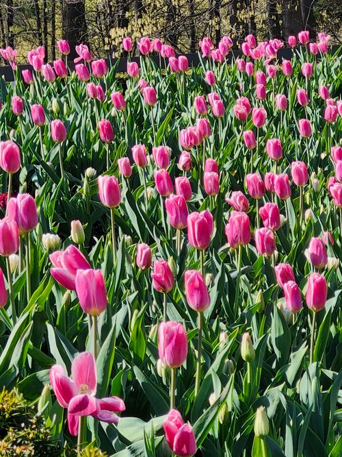 Free Blooming pink tulips in a lush Toronto garden during spring, capturing nature's beauty outdoors. Stock Photo