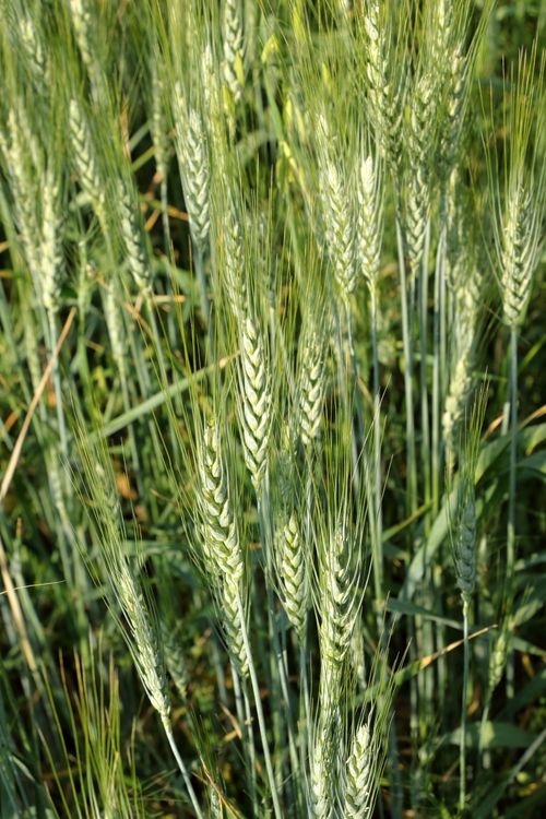 Free Detailed view of wheat stalks glowing under the sunlight in a field, showcasing agriculture. Stock Photo