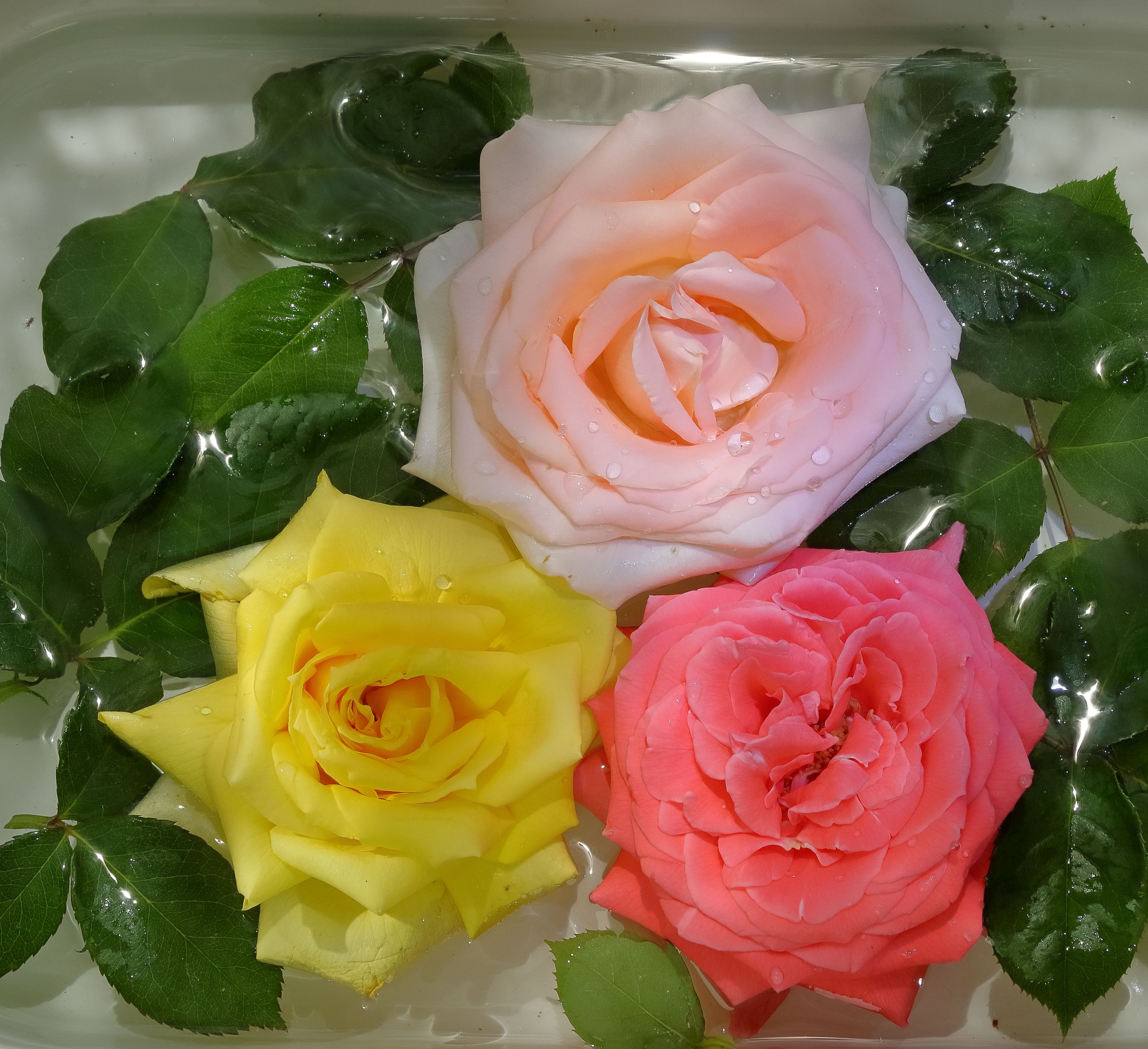 Vibrant Triple Roses in Water with Green Leaves · Free Stock Photo