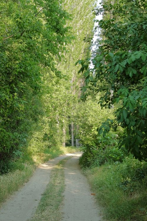 Free Tranquil dirt path surrounded by lush green foliage in a peaceful forest setting, ideal for nature exploration. Stock Photo