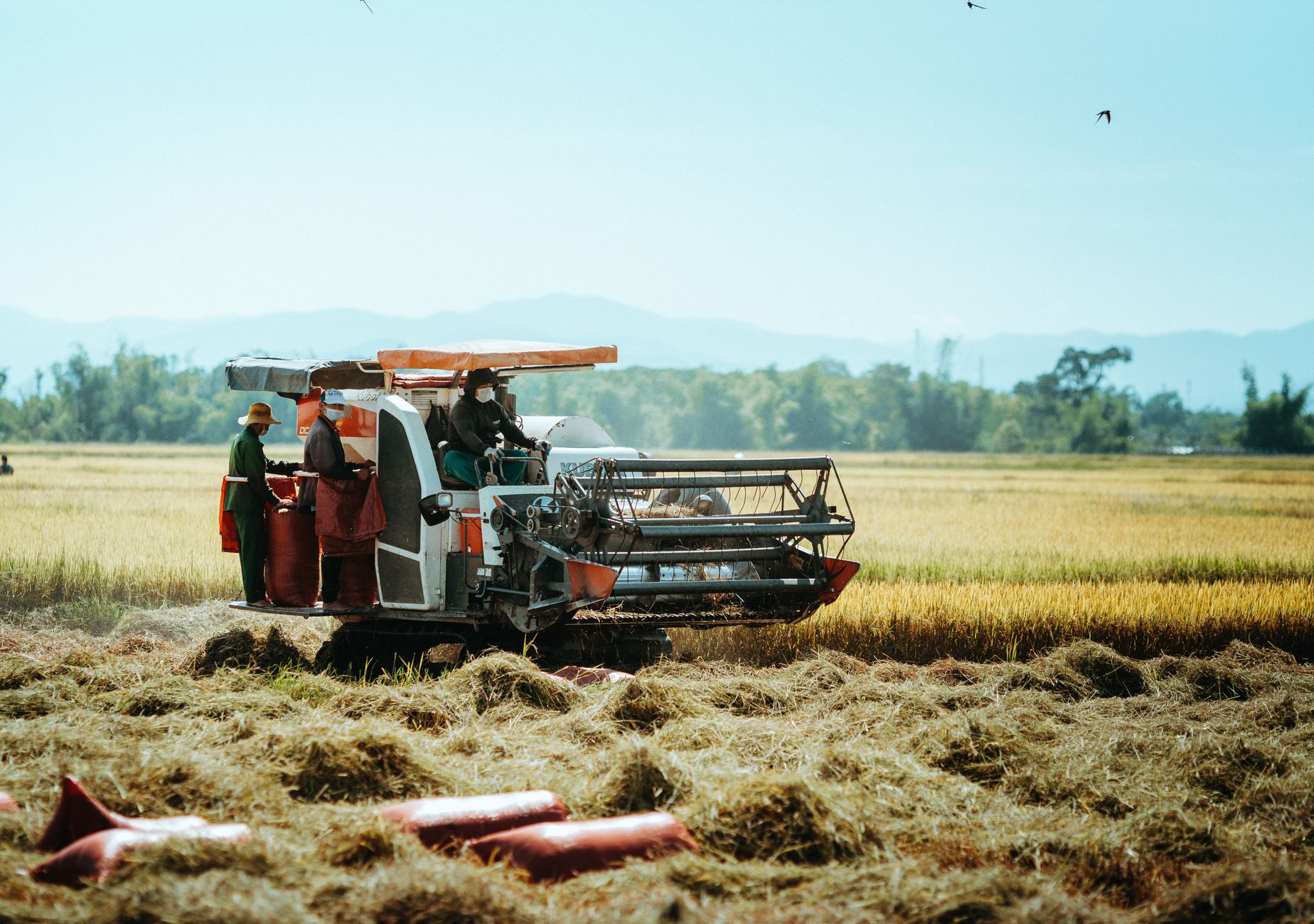 Combine harvester in a vibrant rice field in Kon Tum, Vietnam, capturing the essence of rural life.