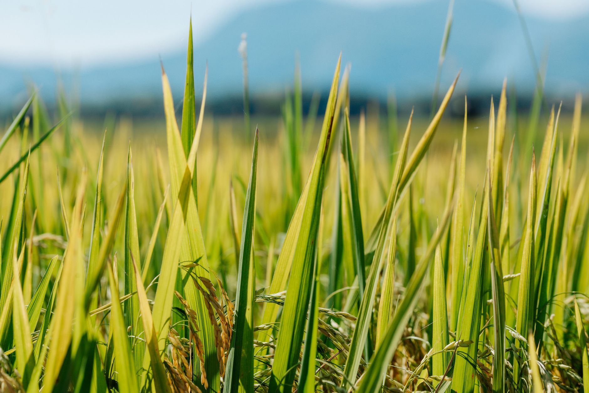 Close-up of vibrant green rice paddies in Kon Tum, Vietnam with mountains in the background.