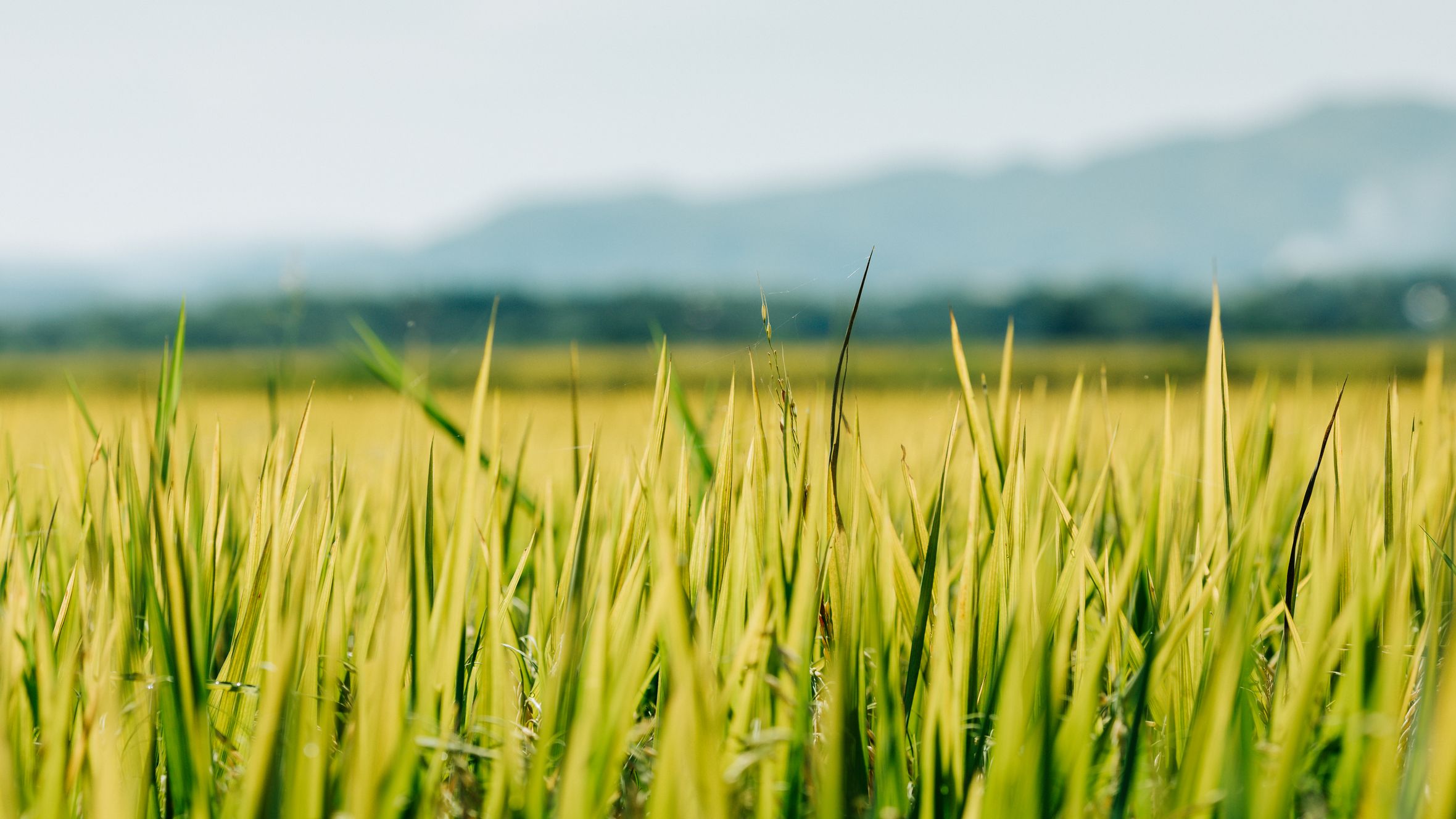 Vibrant rice fields stretch under the sunny sky in Kon Tum, showcasing Vietnam's natural beauty.