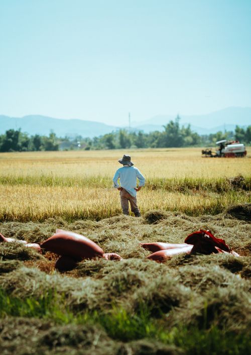 Free A farmer in Vietnam stands in a golden rice field with harvested sacks, surrounded by mountains. Stock Photo