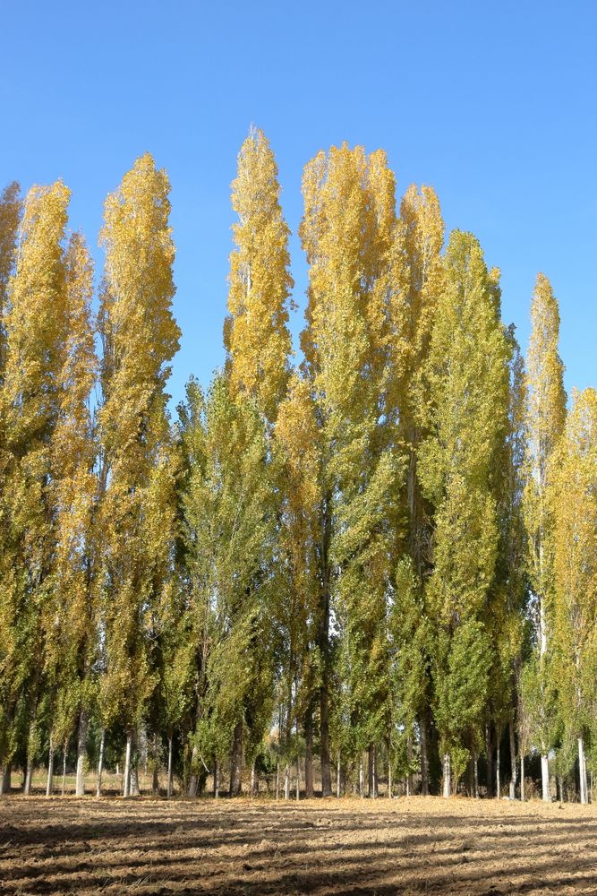Populus Trees Photos, Download The BEST Free Populus Trees Stock Photos ...