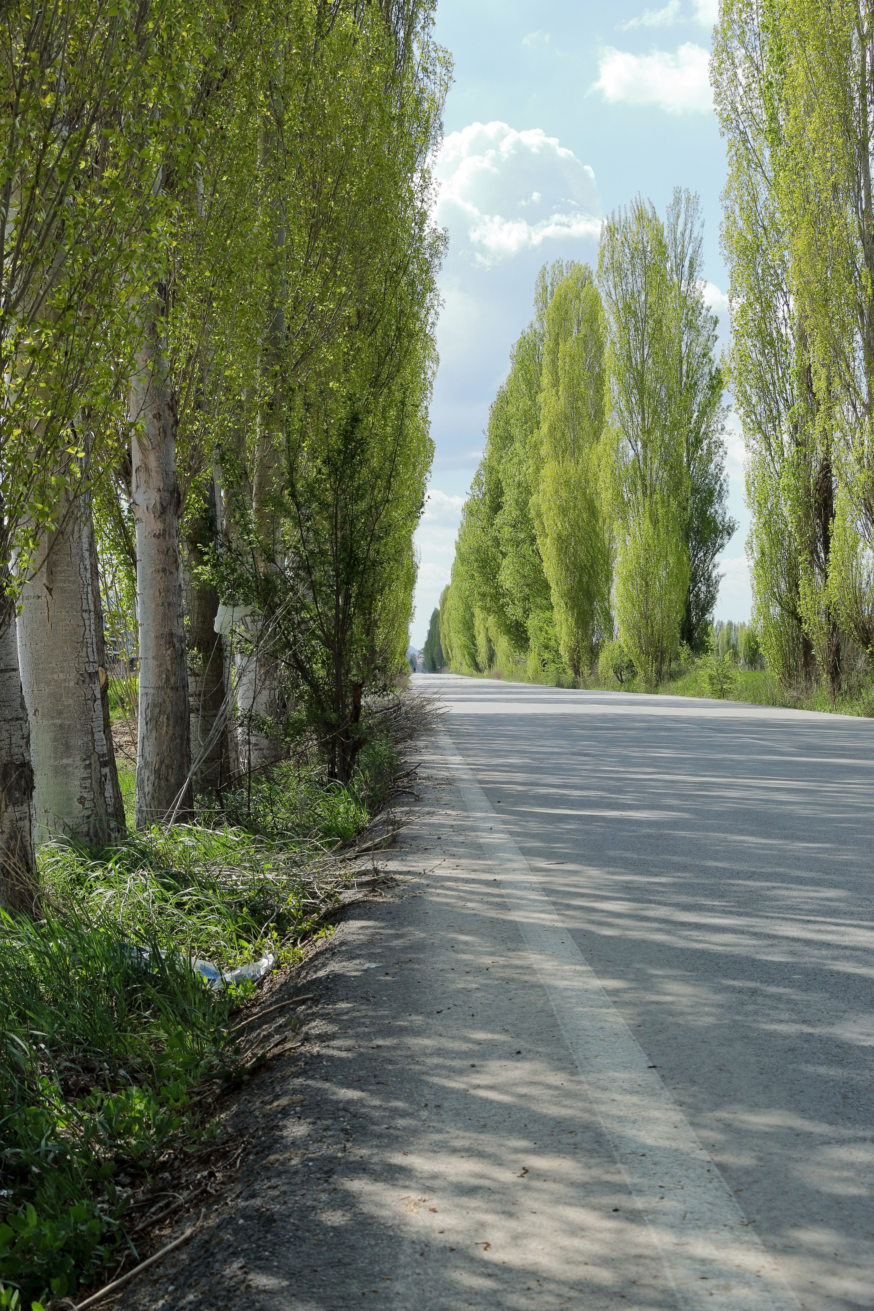 Scenic Road Lined with Tall Poplar Trees · Free Stock Photo