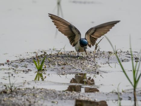 A swallow bird captures an insect by the water, wings spread in action.