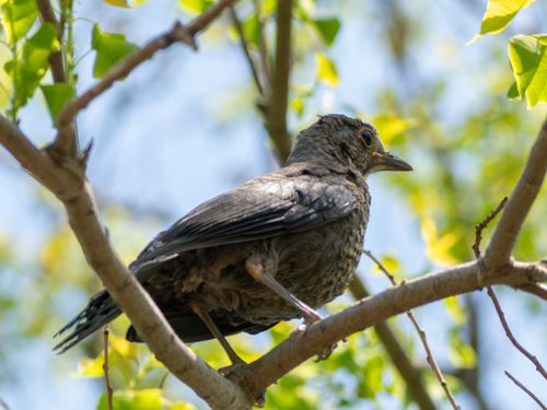 Free A blackbird perches gracefully on a tree branch surrounded by green leaves in a sunny spring setting. Stock Photo