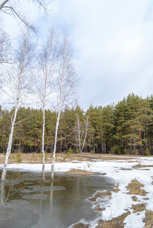 Free Tranquil forest scene with birch trees and melting snow in early spring. Stock Photo