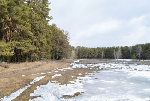 Free A peaceful forest scene depicting the transition from winter to spring, with melting snow and emerging grass. Stock Photo