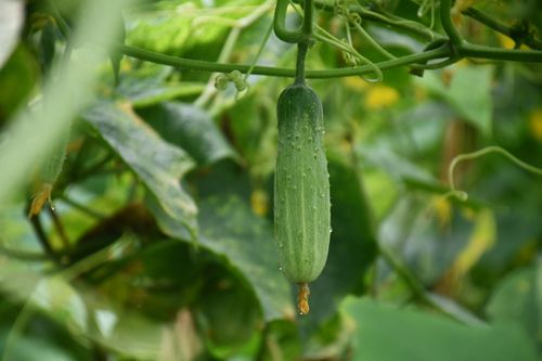 Free Close-up of a cucumber growing on a vine in a lush garden in Bangladesh, showcasing nature's bounty. Stock Photo