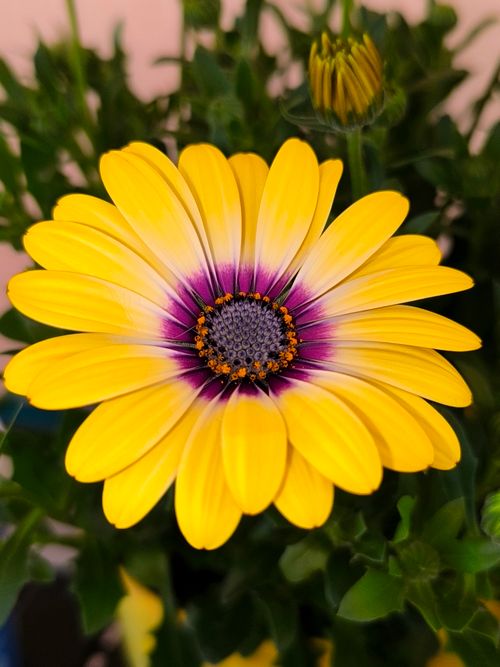 Free Bright yellow African daisy with purple center and lush green foliage background evokes summer freshness. Stock Photo