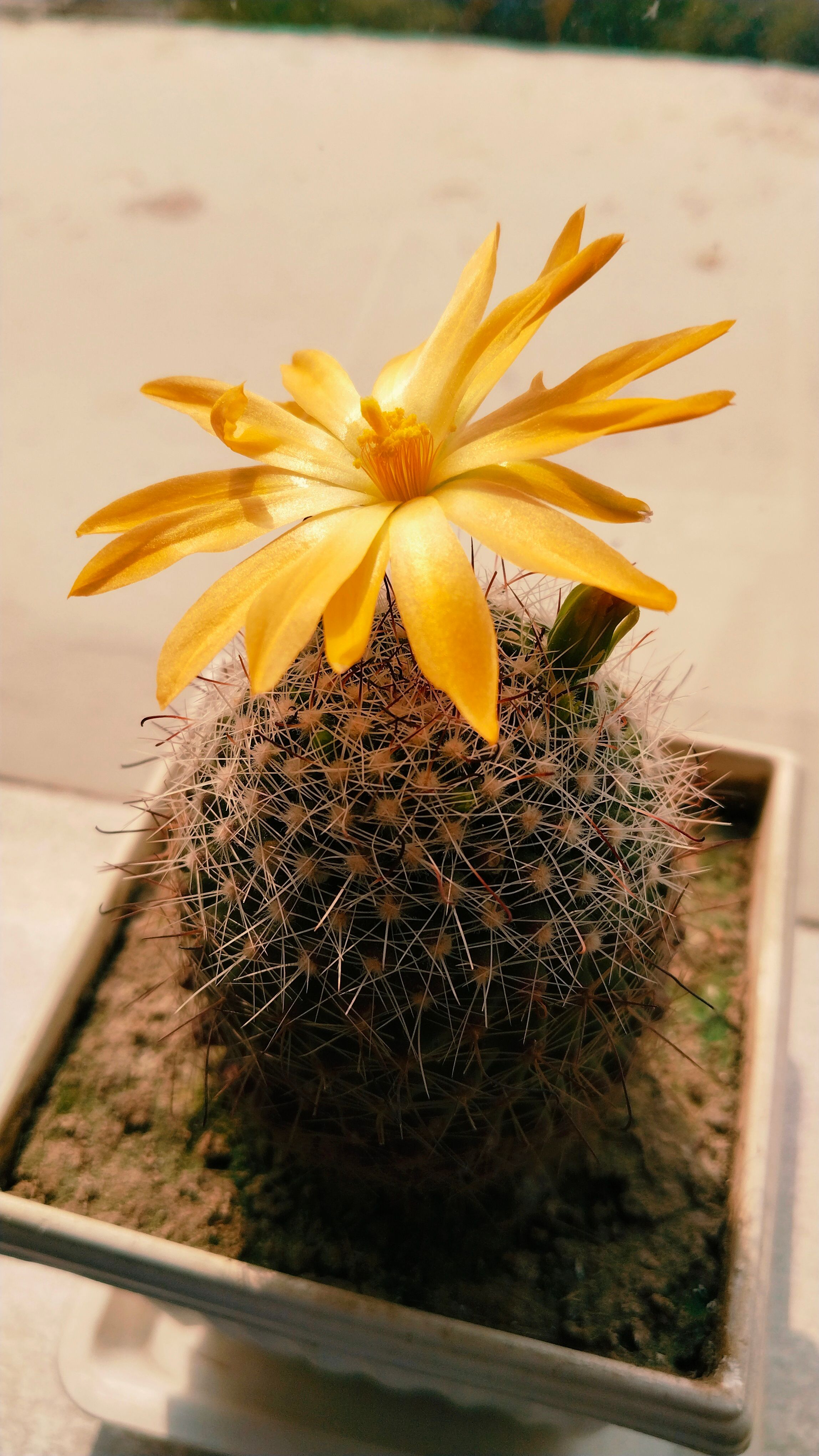 Cele mai bune 90.000+ fotografii cu tema Floare De Cactus  Descrcare 100%  gratuit  Fotografii de stoc Pexels