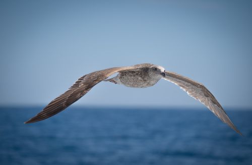 Free A close-up of a seagull flying gracefully over the blue ocean waters in San Diego, California. Stock Photo