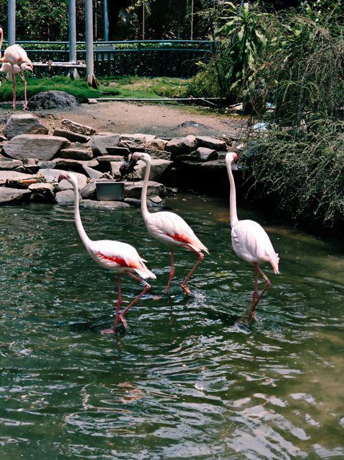Free Flamingos wading gracefully in a serene pond amidst lush greenery in Hồ Chí Minh, Vietnam. Stock Photo
