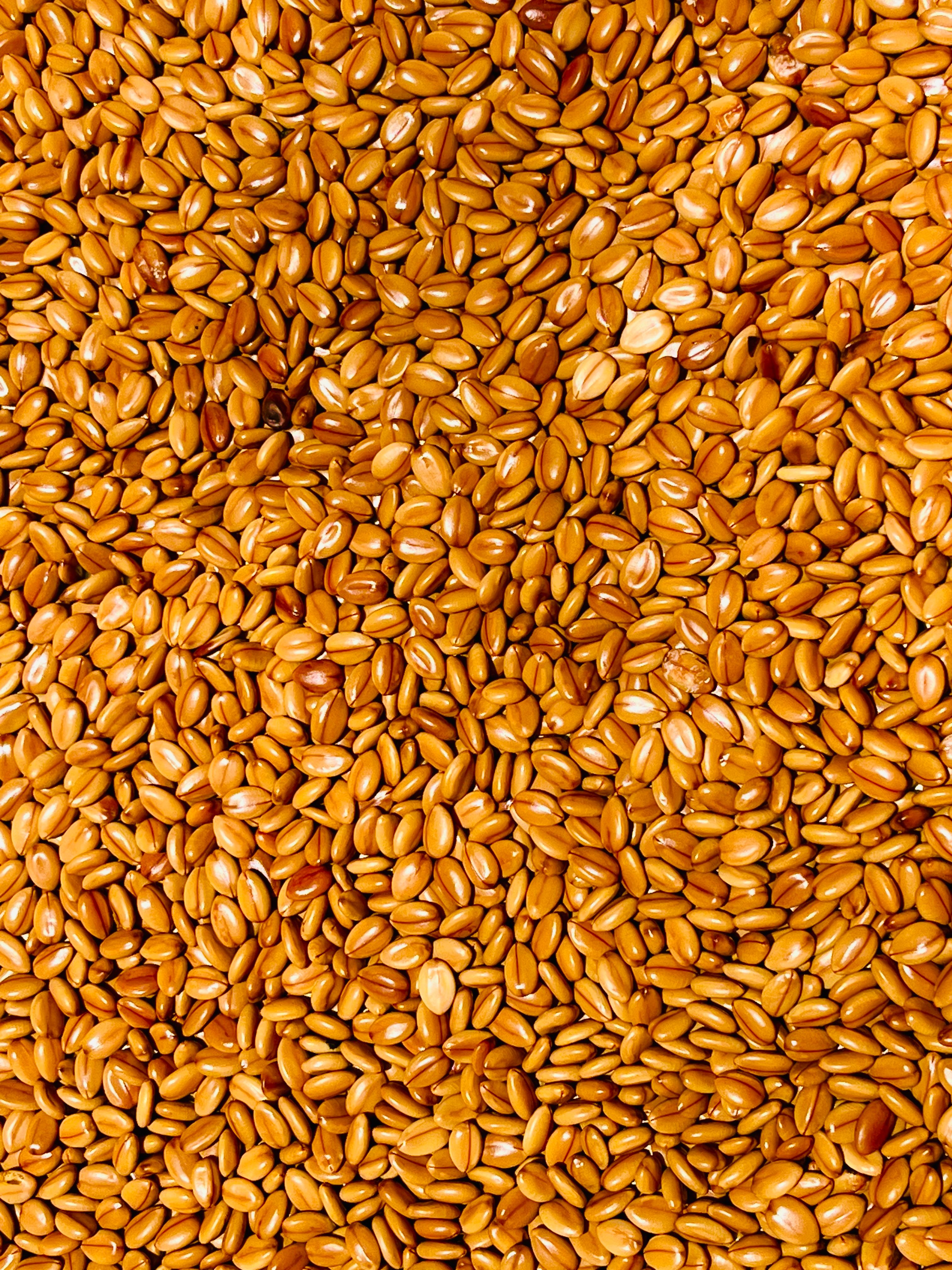 A detailed close-up texture of golden wheat grains, ideal for agricultural concepts.