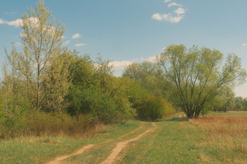 Free A scenic pathway through a lush forest under a bright blue sky on a sunny day. Stock Photo