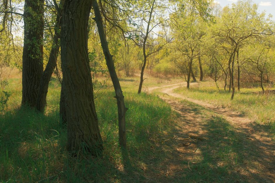 A Walk Through a Forest Preserve things to do in gurnee illinois