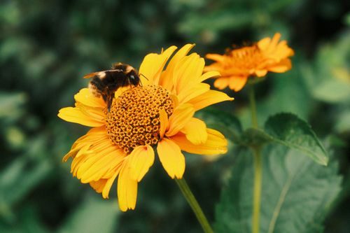 Free Close-up of a bumblebee pollinating yellow flowers with lush green background. Stock Photo