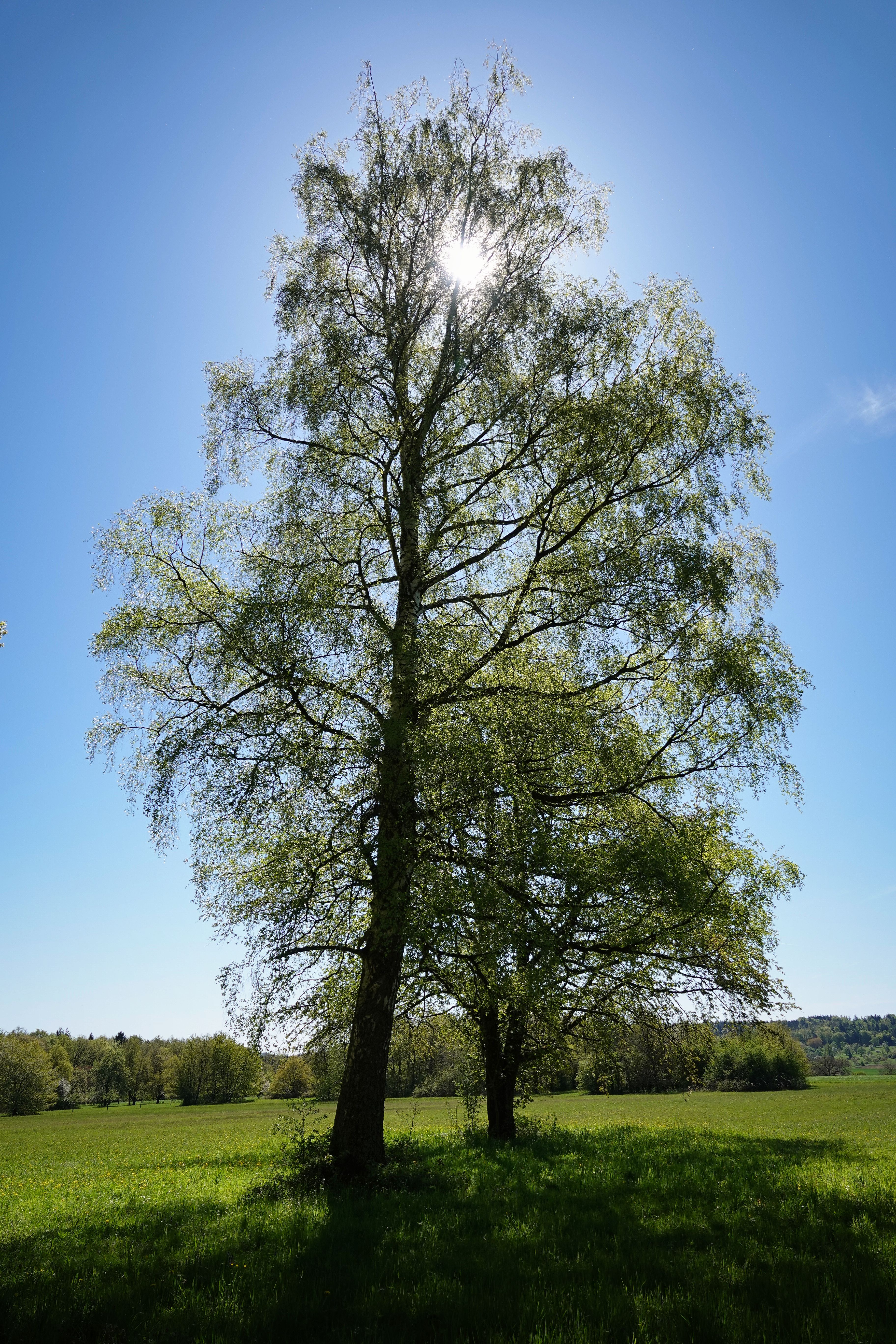 Sunlit trees in a lush green field under a clear blue sky in Pforzheim, Germany.