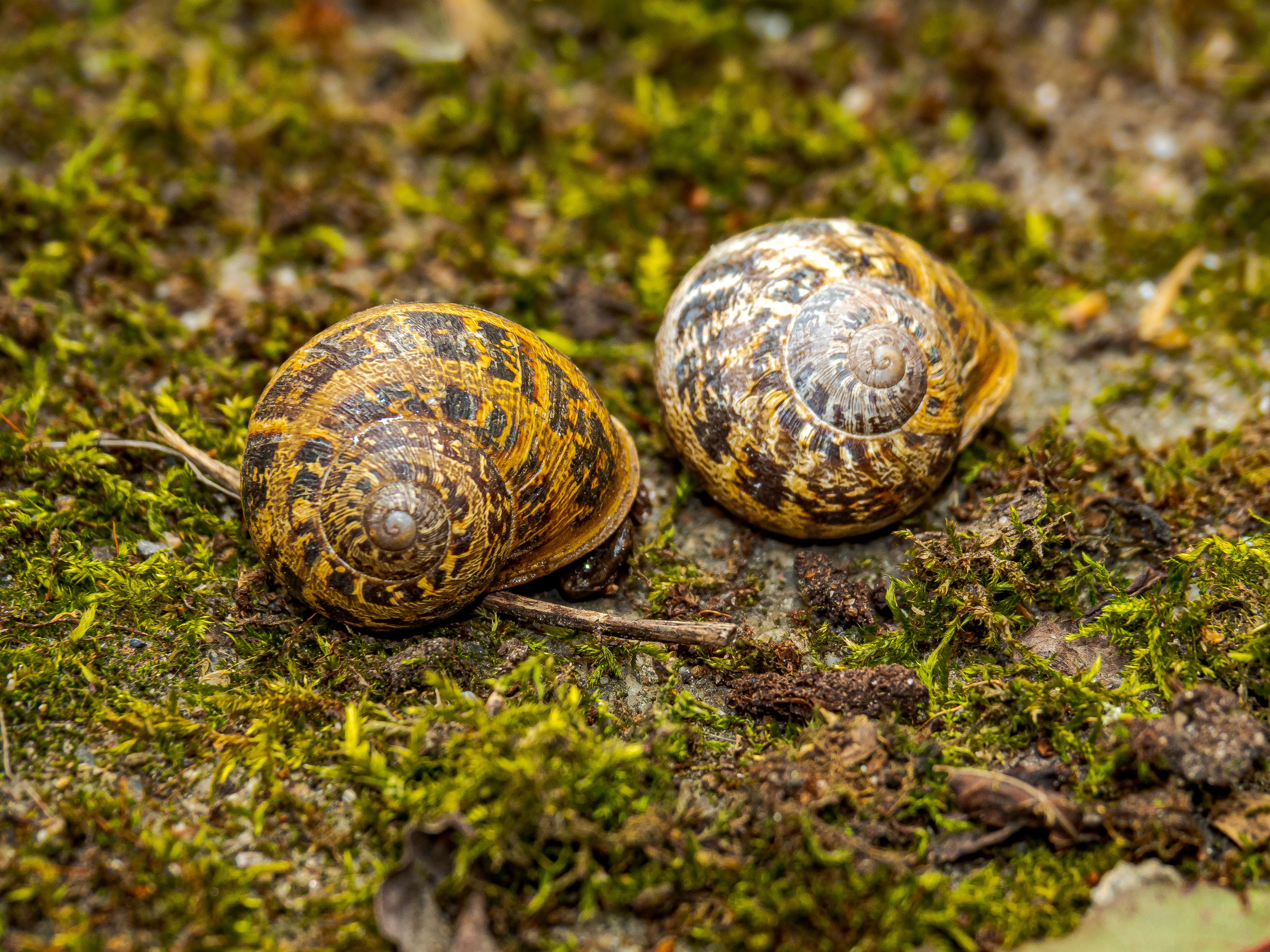 Why Snail mucin serum review Matters: A Complete Expert Breakdown