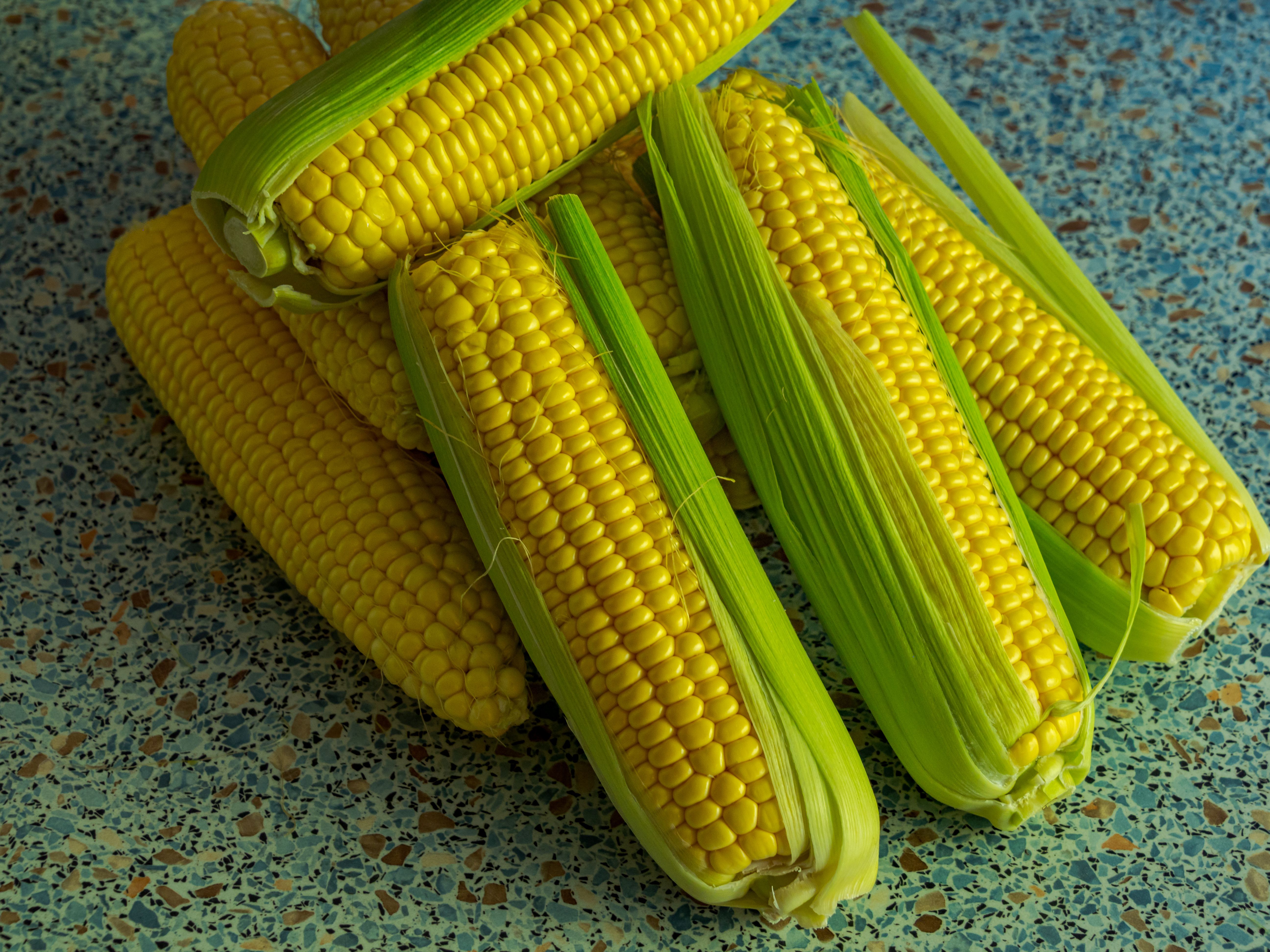 Fresh corn on the cob being prepped for freezing in kitchen