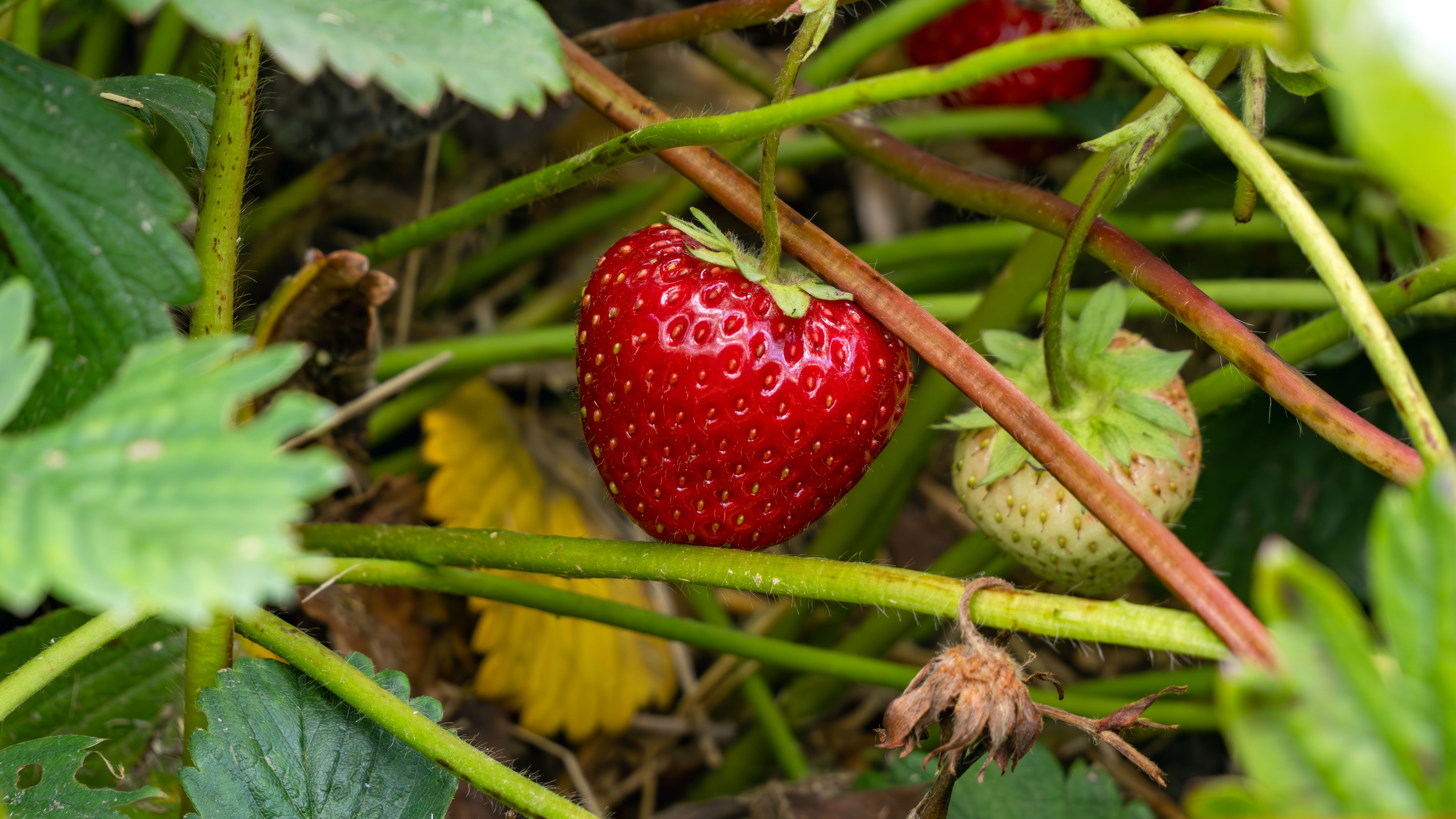 Close-up of a ripe red strawberry hanging among green leaves in the garden.