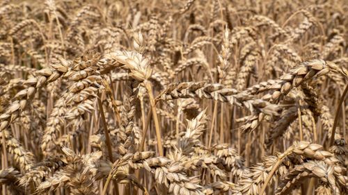 Free Close-up view of a ripe wheat field during summer, showcasing bountiful harvest. Stock Photo