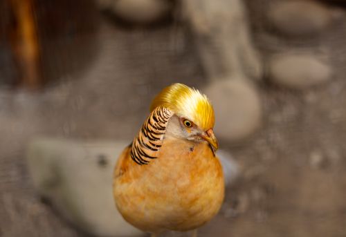 Free Close-up of a golden pheasant with soft background in Pelling, India. Stock Photo